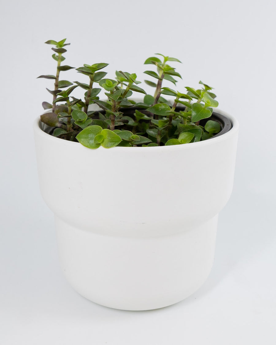 creeping inch plant indoor care Creeping Inch Plant