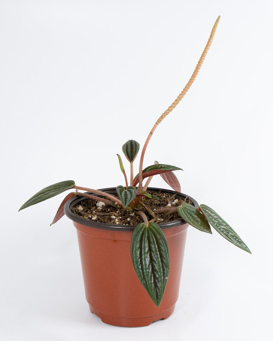 Peperomia Rosso Plant