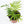 Load image into Gallery viewer, Neanthe Bella Palm Plant
