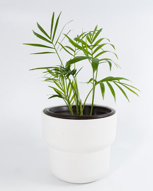 palm of christian plant Neanthe Bella Palm Plant – Simply Uncaged Christian Gifts