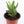 Load image into Gallery viewer, Aloe Nobilis &#39;Gold Tooth Aloe&#39; Succulent Plant in White Glass Coral Pattern Plant Pot
