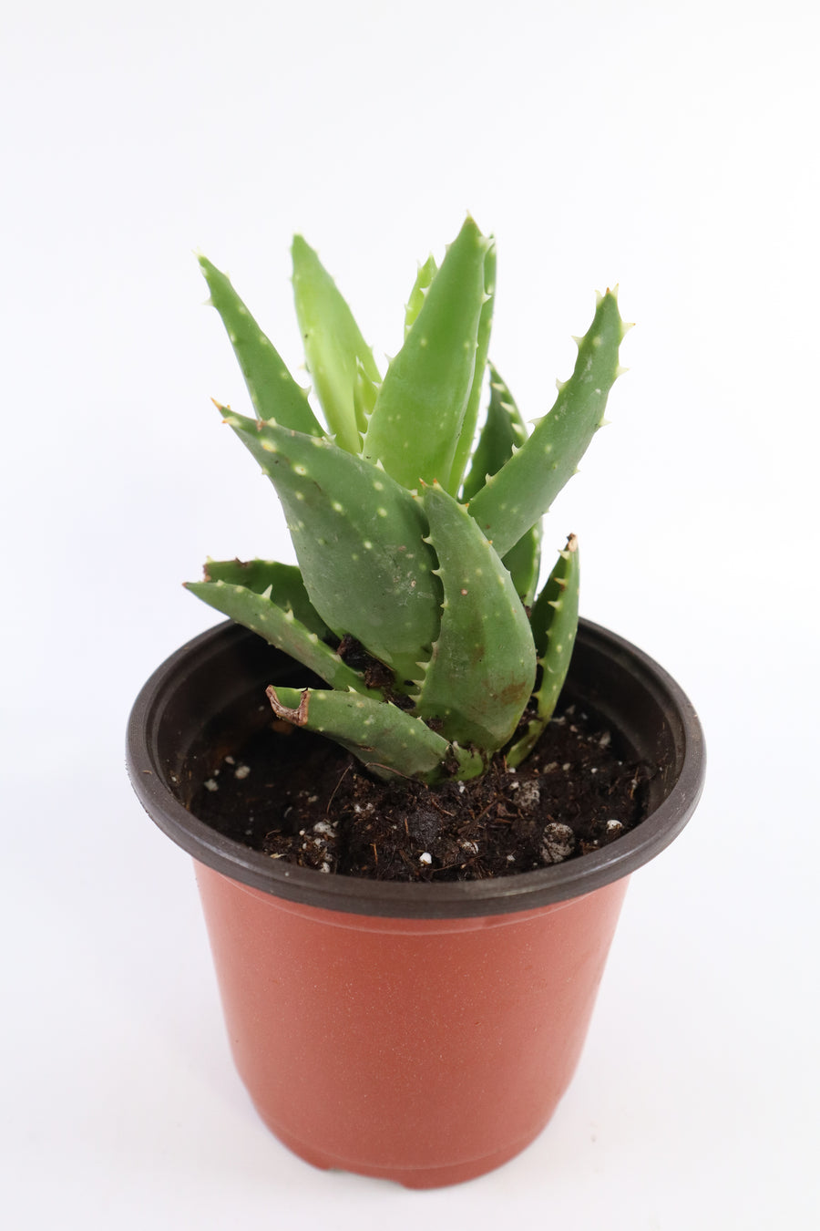 Aloe Nobilis 'Gold Tooth Aloe' Succulent Plant in White Glass Coral Pattern Plant Pot
