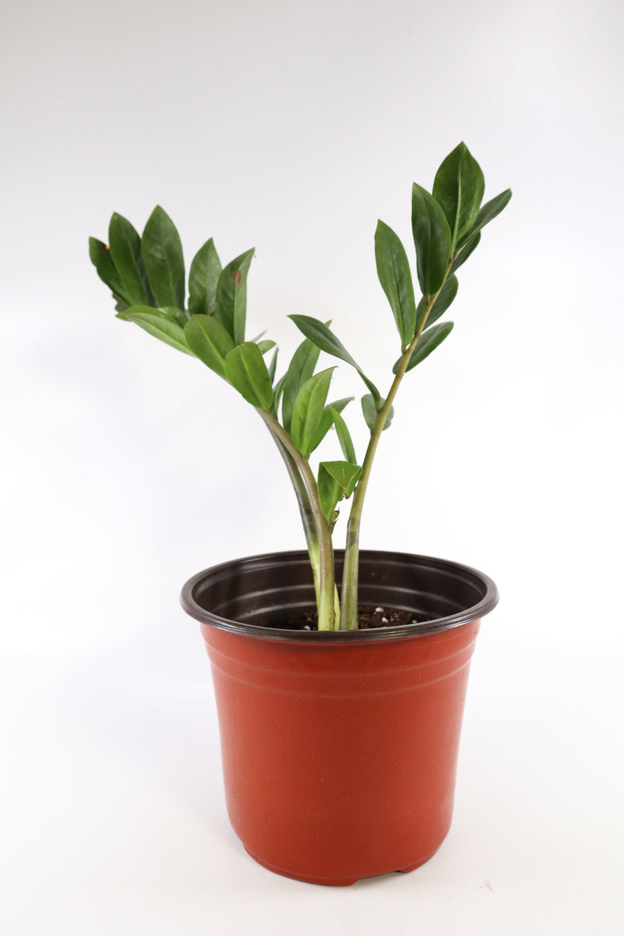 ZZ Plant in a Gray Ceramic Nursery Pot