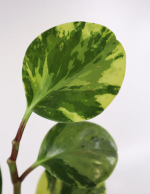 Peperomia Obtusifolia Plant