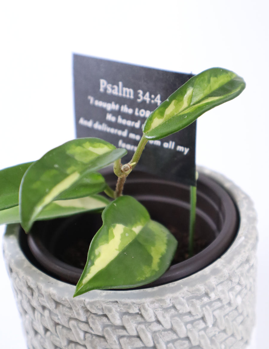 Hoya Krimson Princess Live Plant in Modern White/Gray Ceramic Plant Pot