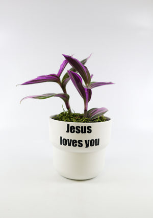 Tradescantia 'Albiflora' Nanouk Plant in "Jesus loves you" Nursery Pot