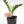 Load image into Gallery viewer, ZZ Plant in a Psalm 27 Black Nursery Pot

