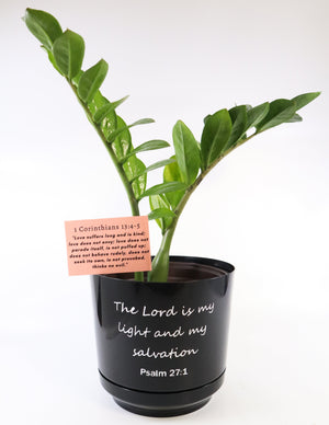 ZZ Plant in a Psalm 27 Black Nursery Pot