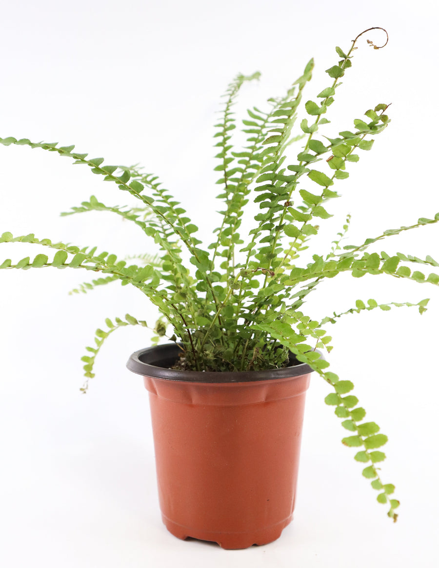 Ladder Fern Plant in a Square Bamboo Planter