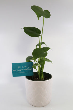 monstera plant in pot Monstera Deliciosa Plant in a White Glass Coral Pattern Plant Pot – Simply Uncaged Christian Gifts