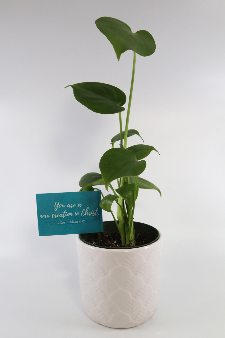 monstera plant pot size Monstera Deliciosa Plant in a White Glass Coral Pattern Plant Pot – Simply Uncaged Christian Gifts