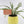 Load image into Gallery viewer, Ladder Fern Plant in a Yellow Ceramic Flower Pot
