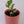 Load image into Gallery viewer, N&#39;Joy Pothos Plant
