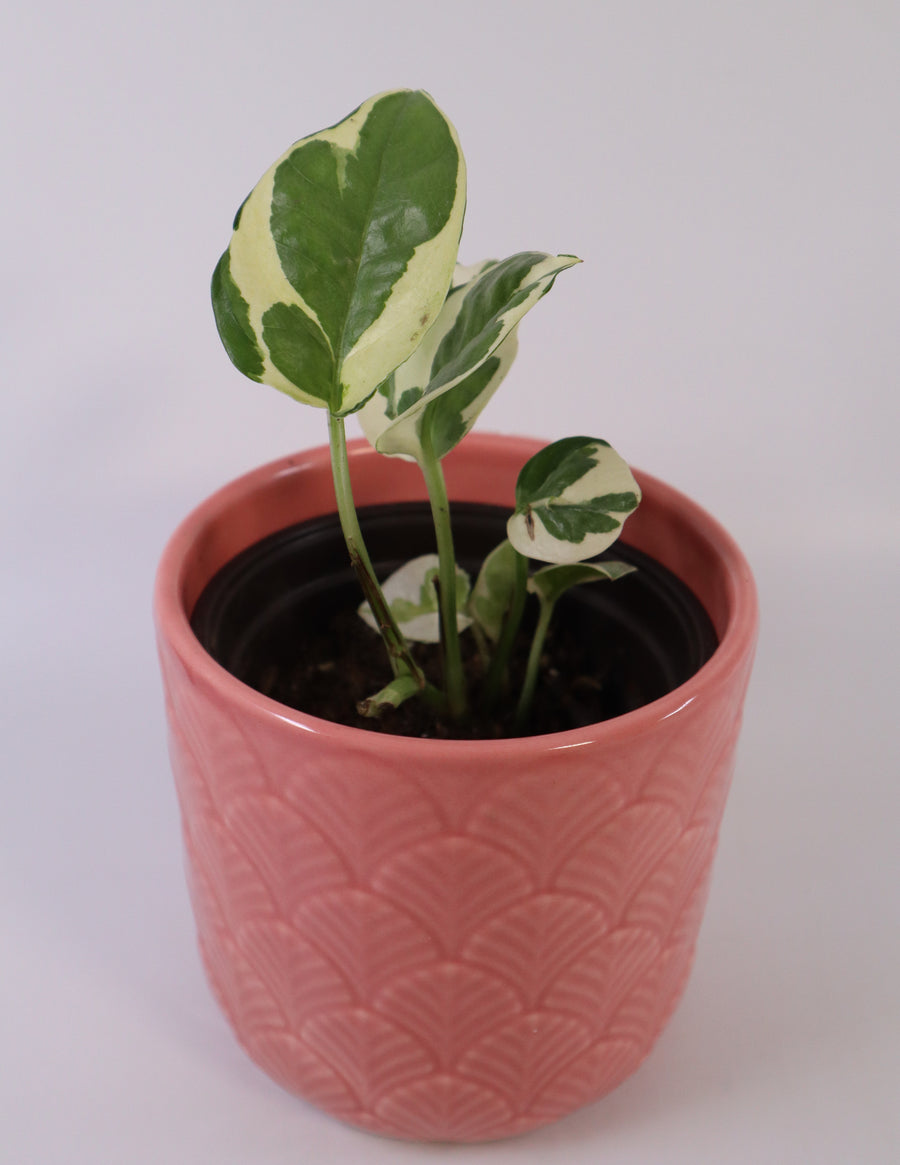 pink variegated pothos N'Joy Pothos Plant – Simply Uncaged Christian Gifts