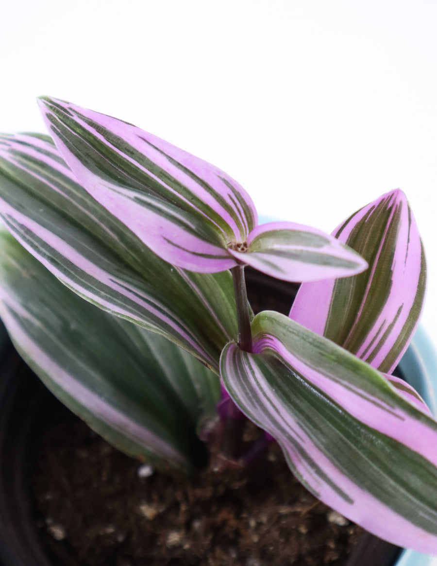 Tradescantia 'Albiflora' Nanouk Live Plant in "Seek First The Kingdom Of God" Nursery Pot
