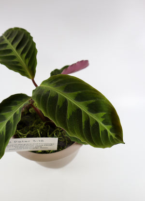 Calathea Jungle Velvet Plant