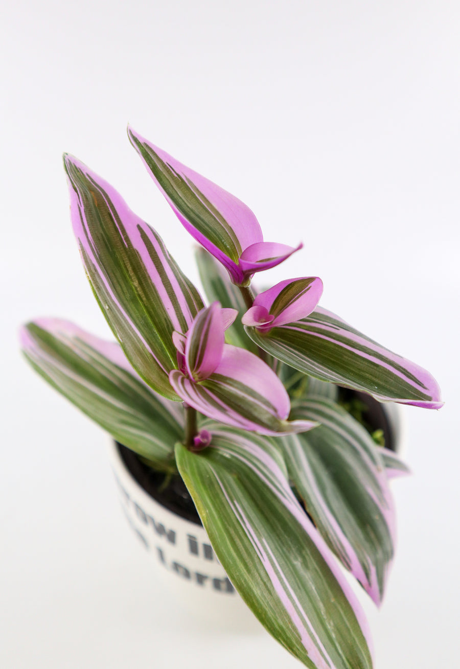Tradescantia 'Albiflora' Nanouk Plant in "Jesus loves you" Nursery Pot