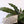 Load image into Gallery viewer, Furry Feather Calathea Live Plant in a &#39;Grow with God&#39; Ceramic Clay Planter
