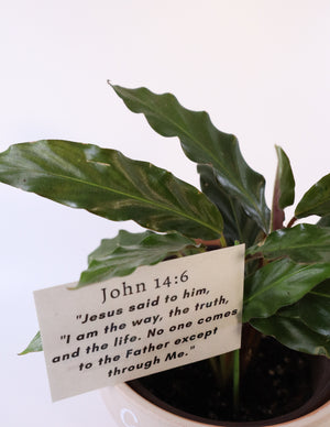 Furry Feather Calathea Live Plant in a 'Grow with God' Ceramic Clay Planter