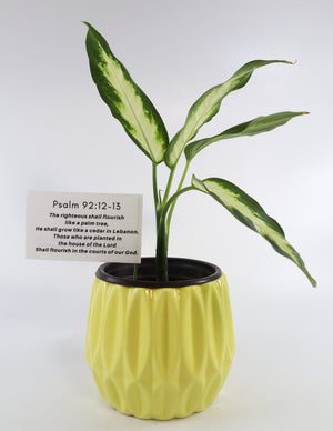 Dieffenbachia Plant in a Yellow Ceramic Flower Pot