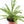 Load image into Gallery viewer, Ladder Fern Plant in a Yellow Ceramic Flower Pot
