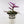 Load image into Gallery viewer, Tradescantia &#39;Albiflora&#39; Nanouk Live Plant in &quot;Grow In The Lord&quot; Nursery Pot
