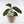Load image into Gallery viewer, Calathea Jungle Velvet Plant

