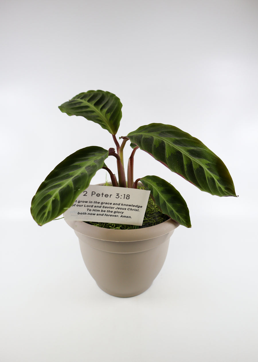 Calathea Jungle Velvet Plant