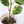Load image into Gallery viewer, Peperomia Obtusifolia Plant

