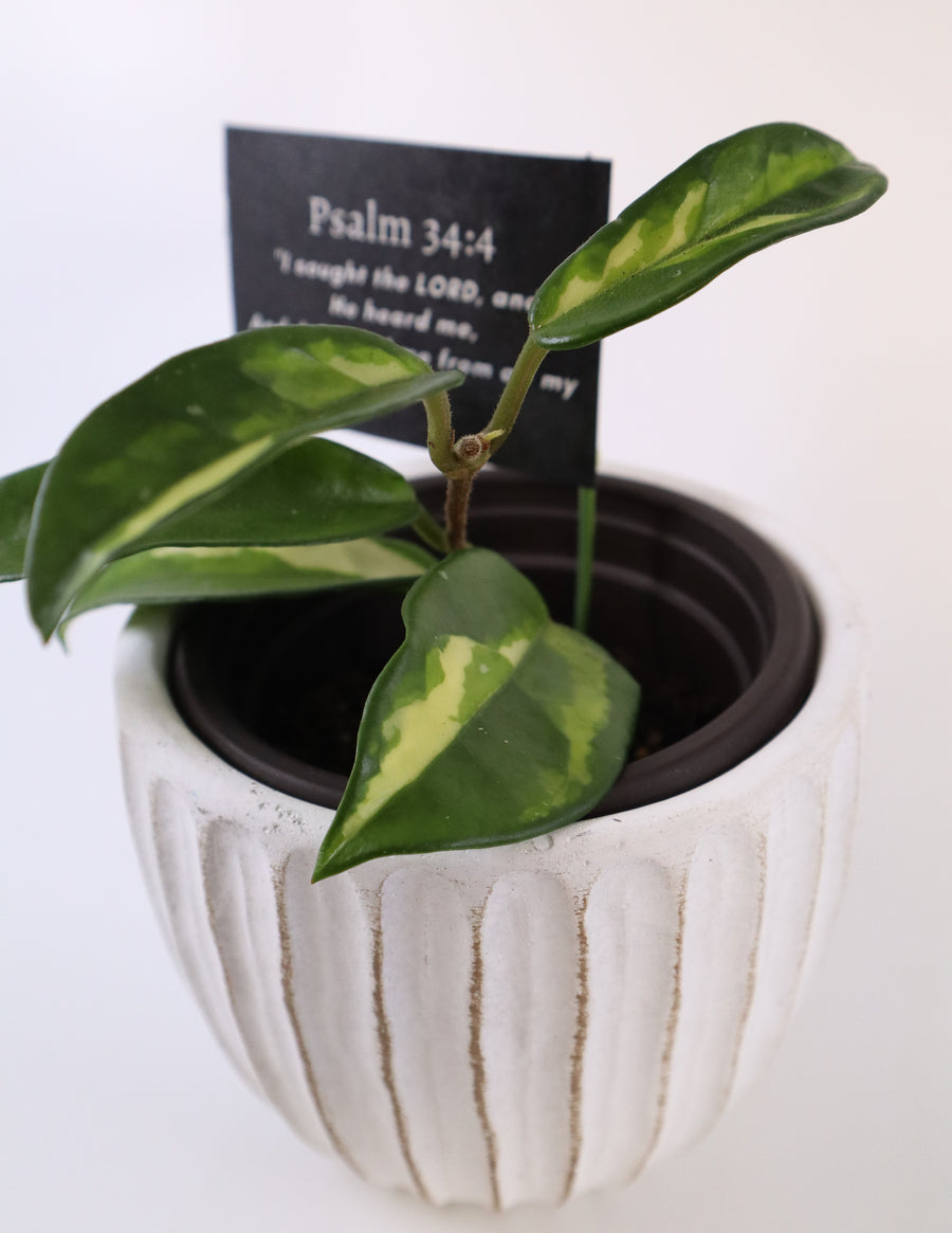 Hoya Krimson Princess Live Plant in Modern White Ceramic Plant Pot