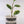 Load image into Gallery viewer, Peperomia Obtusifolia Plant
