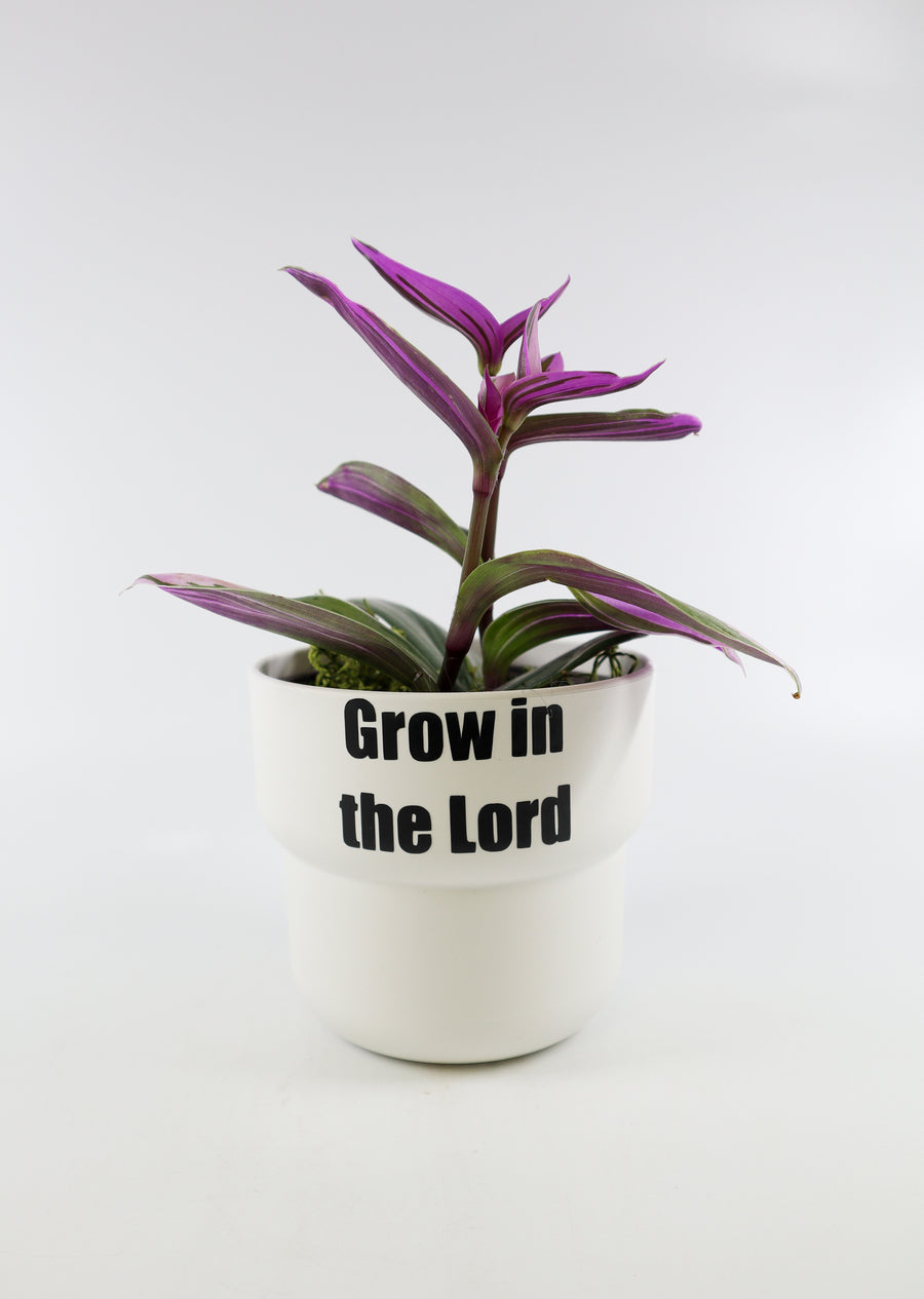 Tradescantia 'Albiflora' Nanouk Live Plant in "Grow In The Lord" Nursery Pot