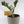 Load image into Gallery viewer, ZZ Plant in a Gray Ceramic Nursery Pot
