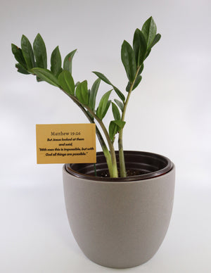 ZZ Plant in a Gray Ceramic Nursery Pot