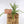 Load image into Gallery viewer, Ladder Fern Plant in a Square Bamboo Planter
