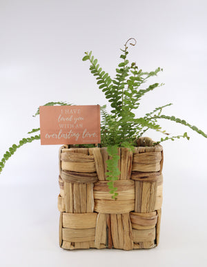 Ladder Fern Plant in a Square Bamboo Planter