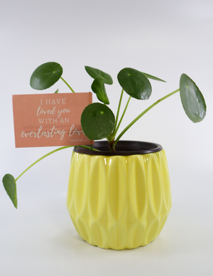 Pilea Peperomioides Live Plant in a Yellow Ceramic Flower Pot