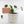 Load image into Gallery viewer, Pilea Peperomioides Live Plant in Ceramic White Retro Pot
