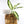 Load image into Gallery viewer, Dieffenbachia Plant in a Bamboo Square Planter
