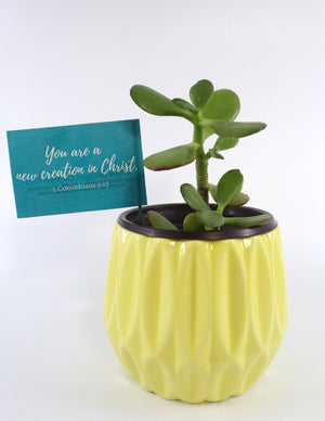 Jade Succulent Plant in Yellow Ceramic Flower Pot